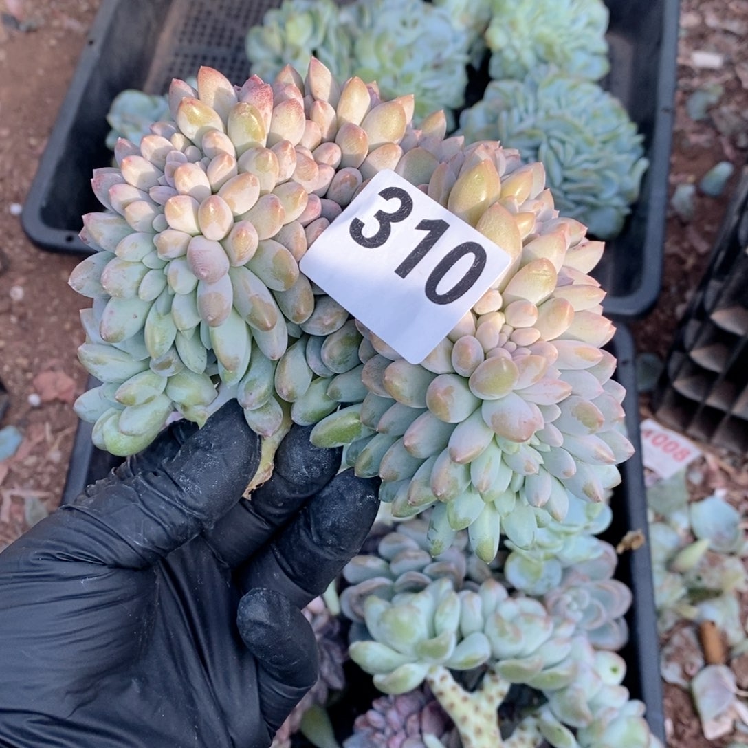 310奶糖缀哇哇哇哇
