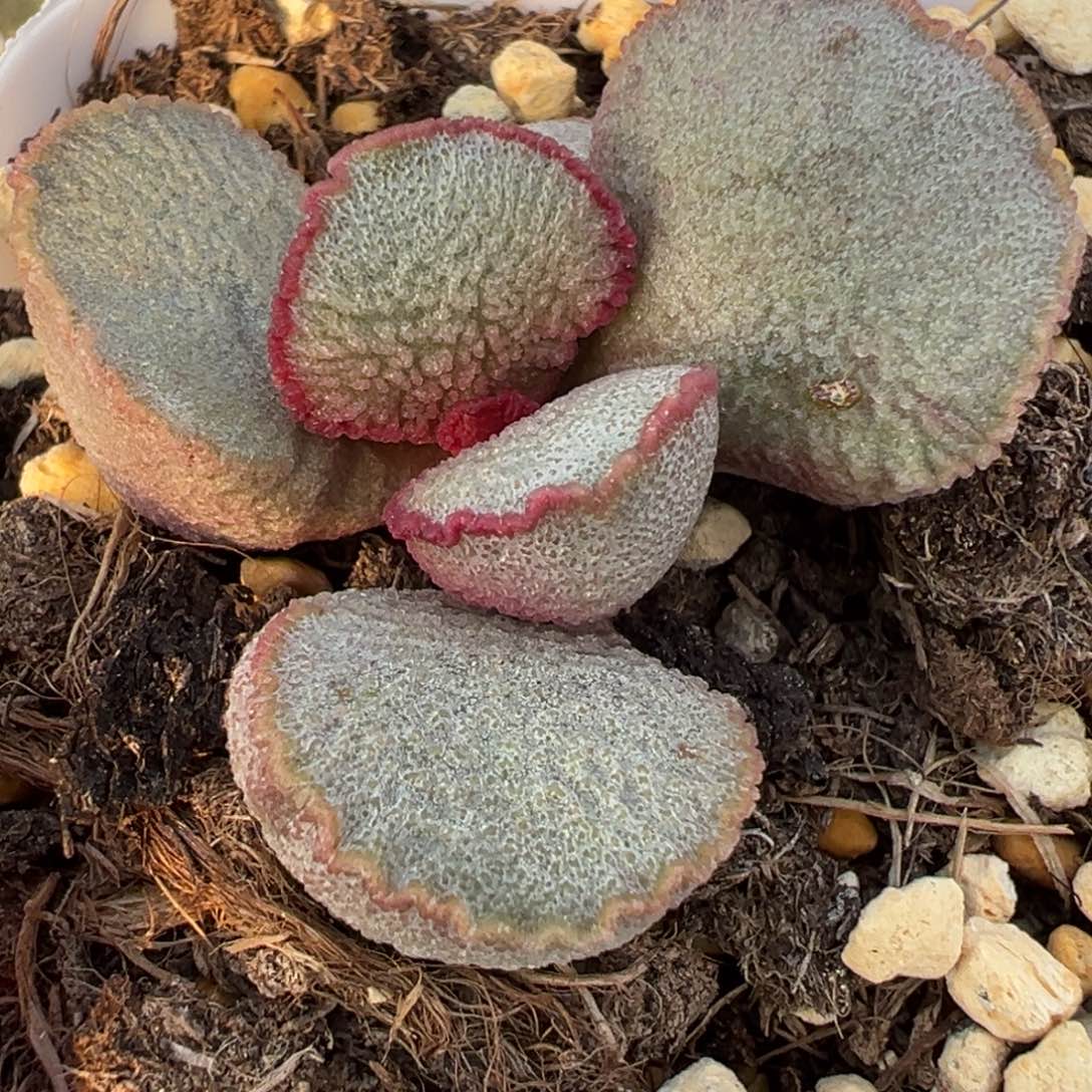 圣姬磨砂蛋单头纯木质桩多肉植物