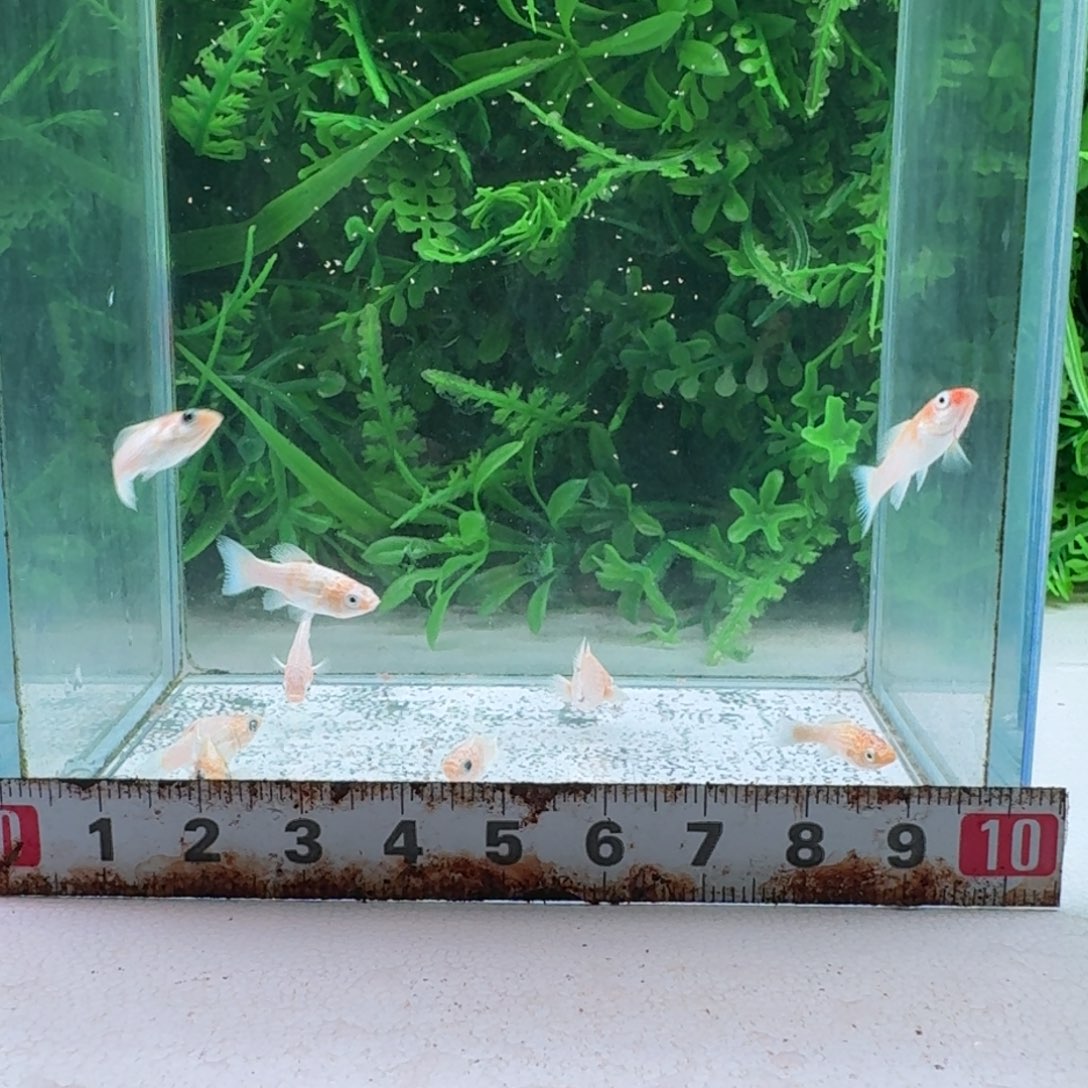 黑玛丽鱼215号玛丽鱼苗8+2备损