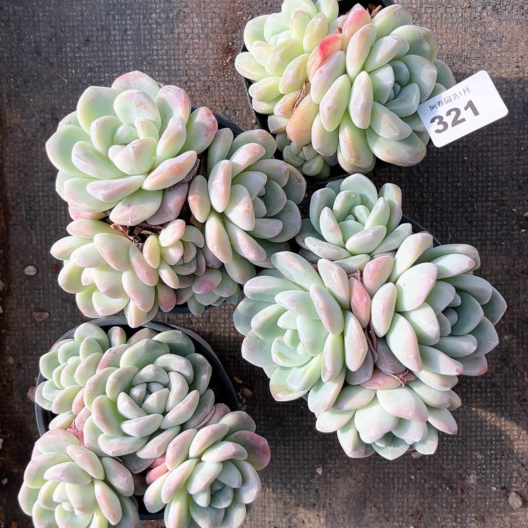 阿雅园艺。              321