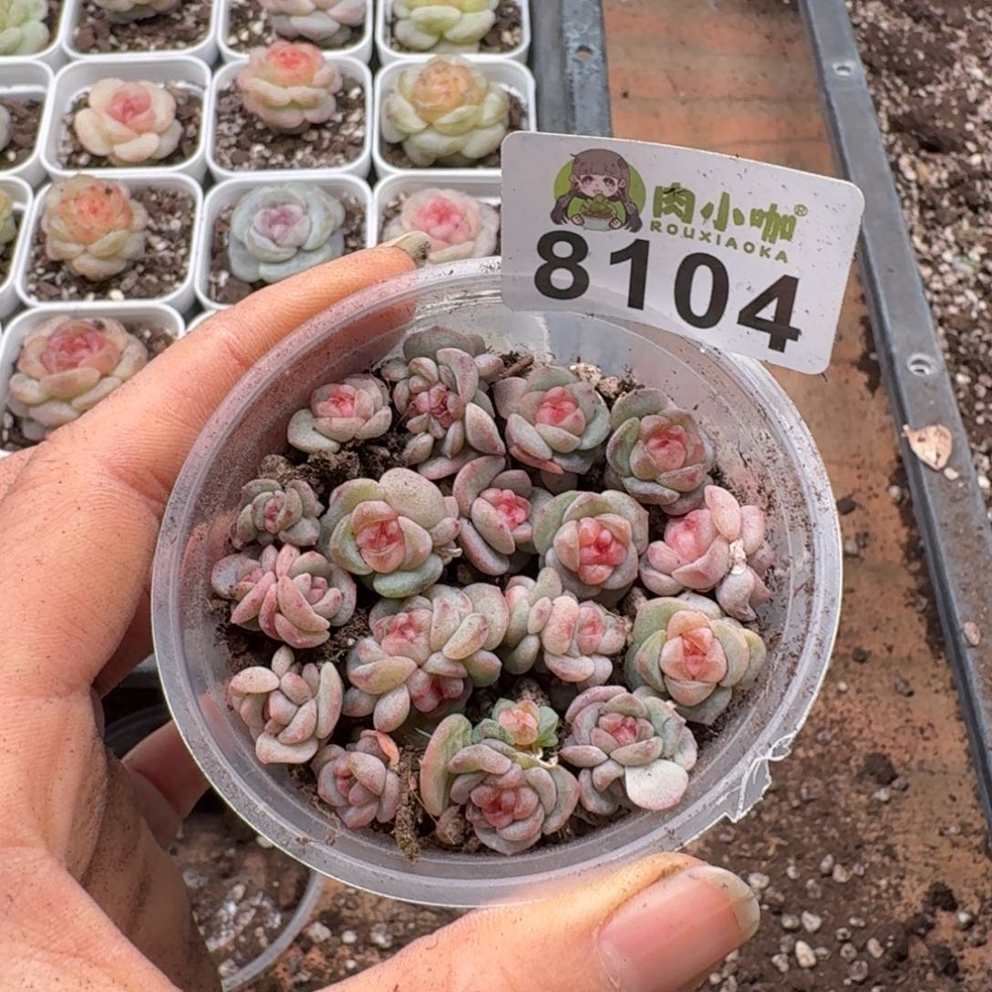多肉植物多肉植物