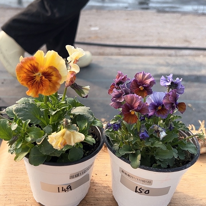 红陶抖音直播闪拍149-150