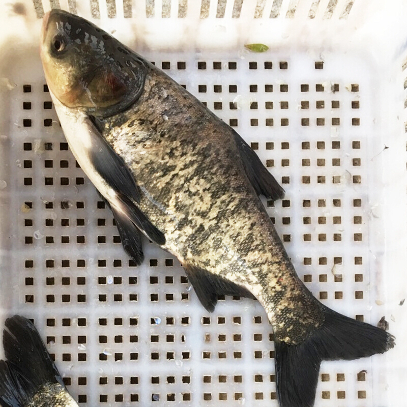 鲜活淡水鱼（按斤）现捞现发四川花鲢大头鱼 胖头