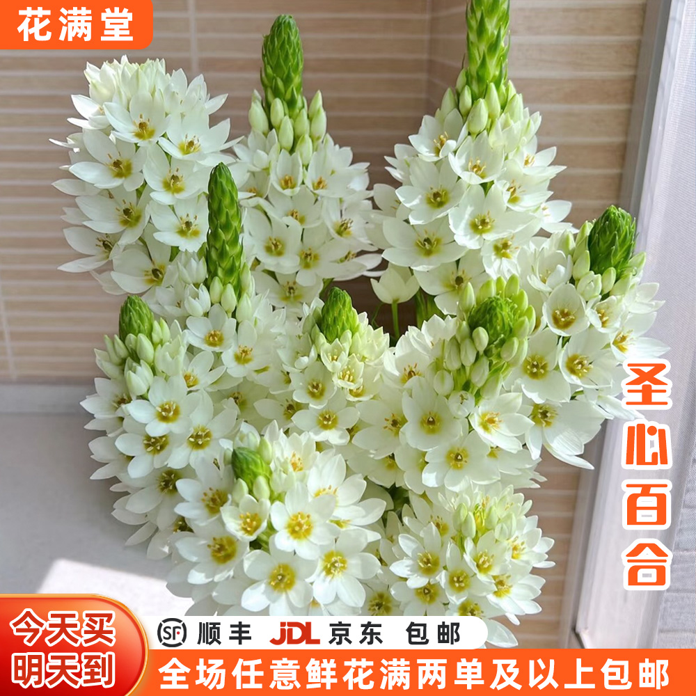 【次日达·逐层绽放宝塔】5支圣心百合鲜切花·直发·批发·直播全场两单顺丰包邮·家居花DIY·圣心百合次日达