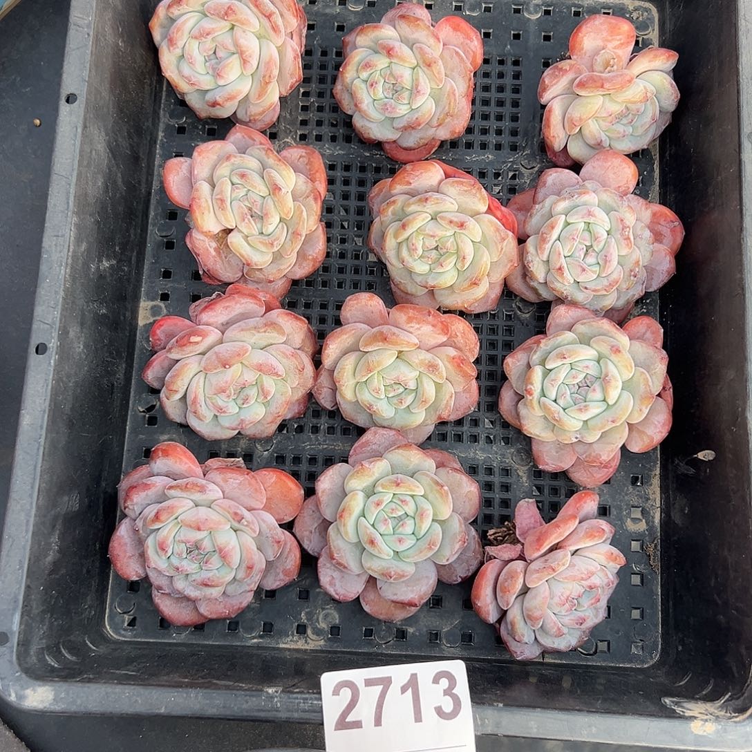 12个星影粗腿不圆2713