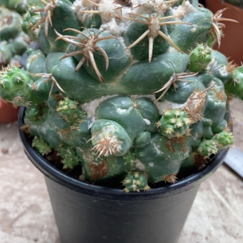 象牙仙人球30米仙人球