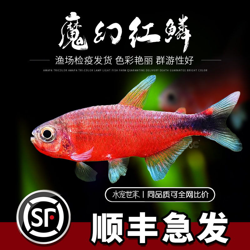 直播优惠魔幻红鳞灯鱼草缸南美中高端鱼小型热带鱼观赏鱼群游