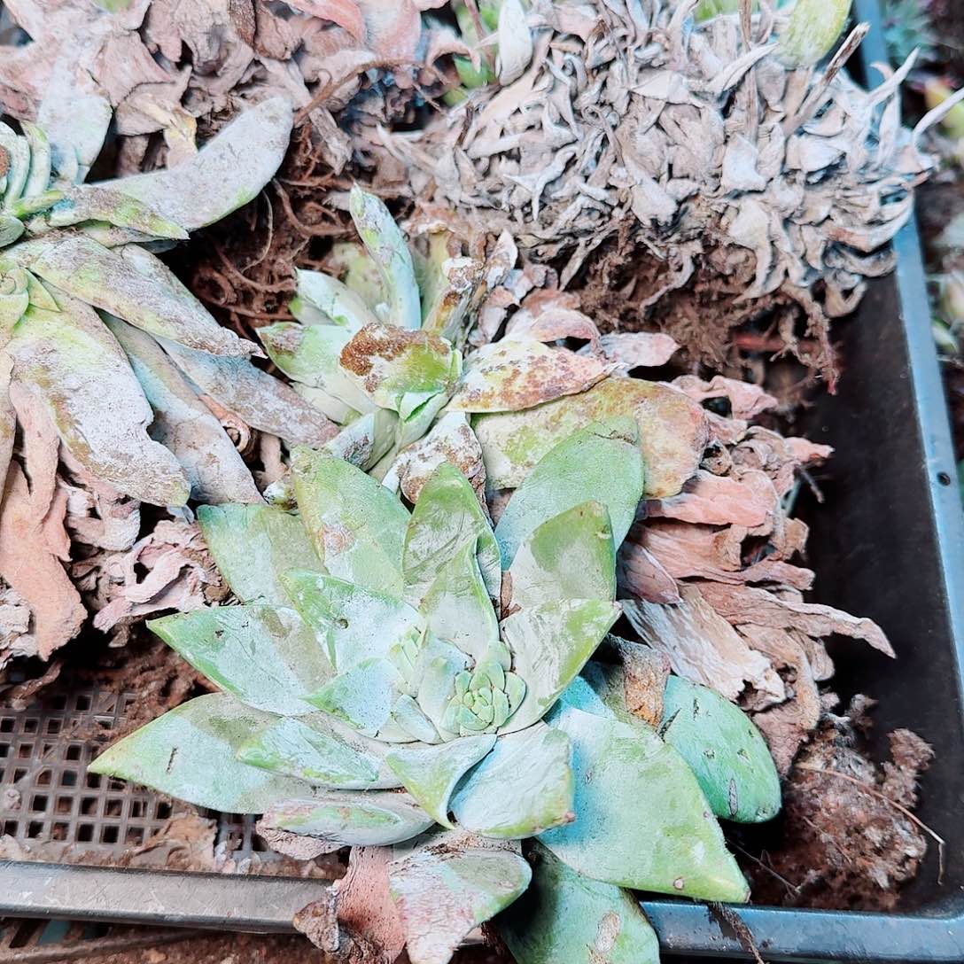 9186瑕疵框拍不售后