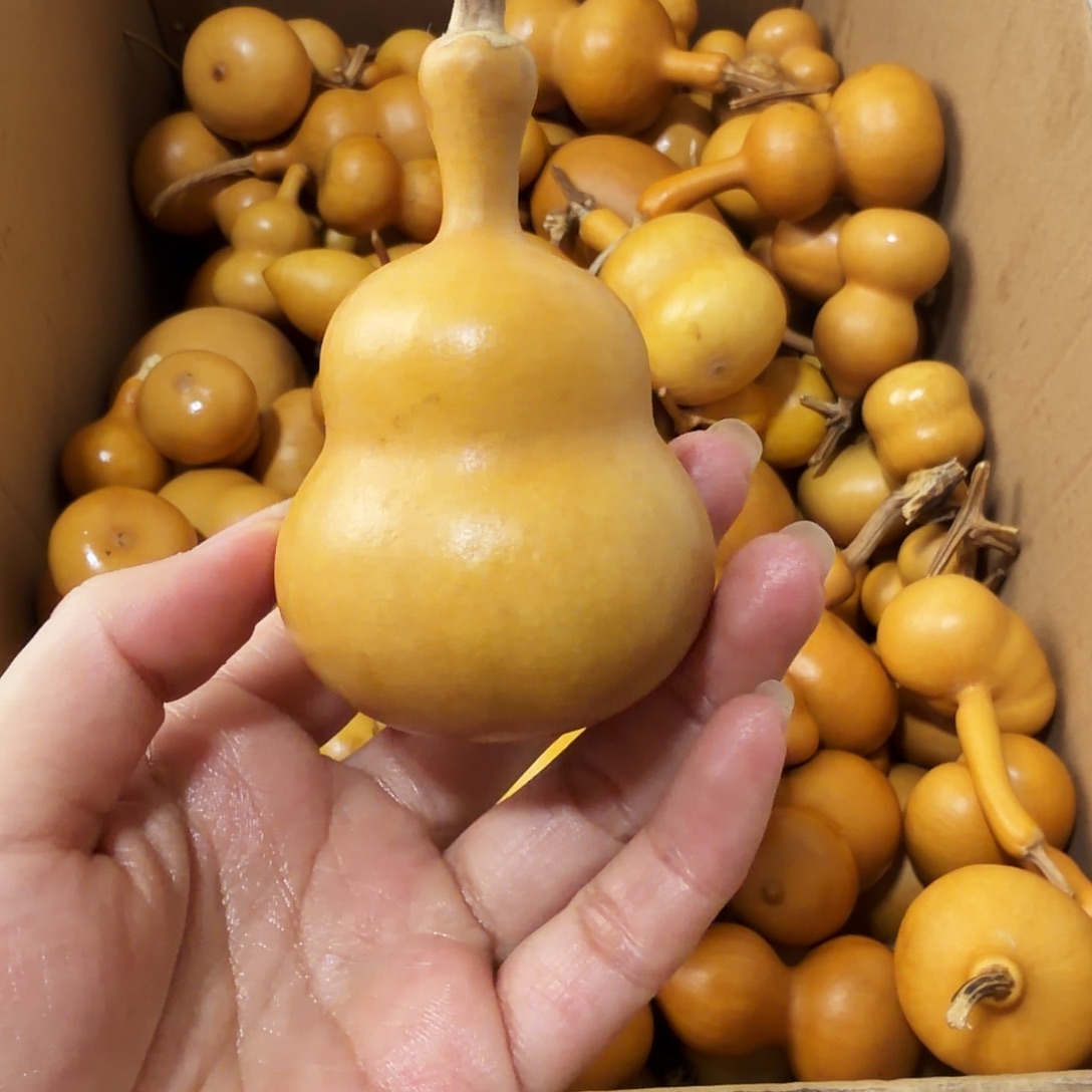 钱***钱纯天然的真葫芦39