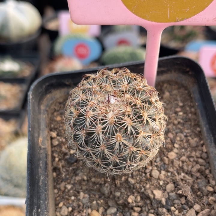 实生依沙贝拉3091000000