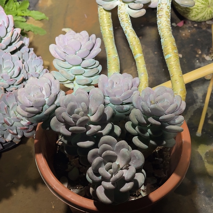 百***晓月美人整群飘枝老桩