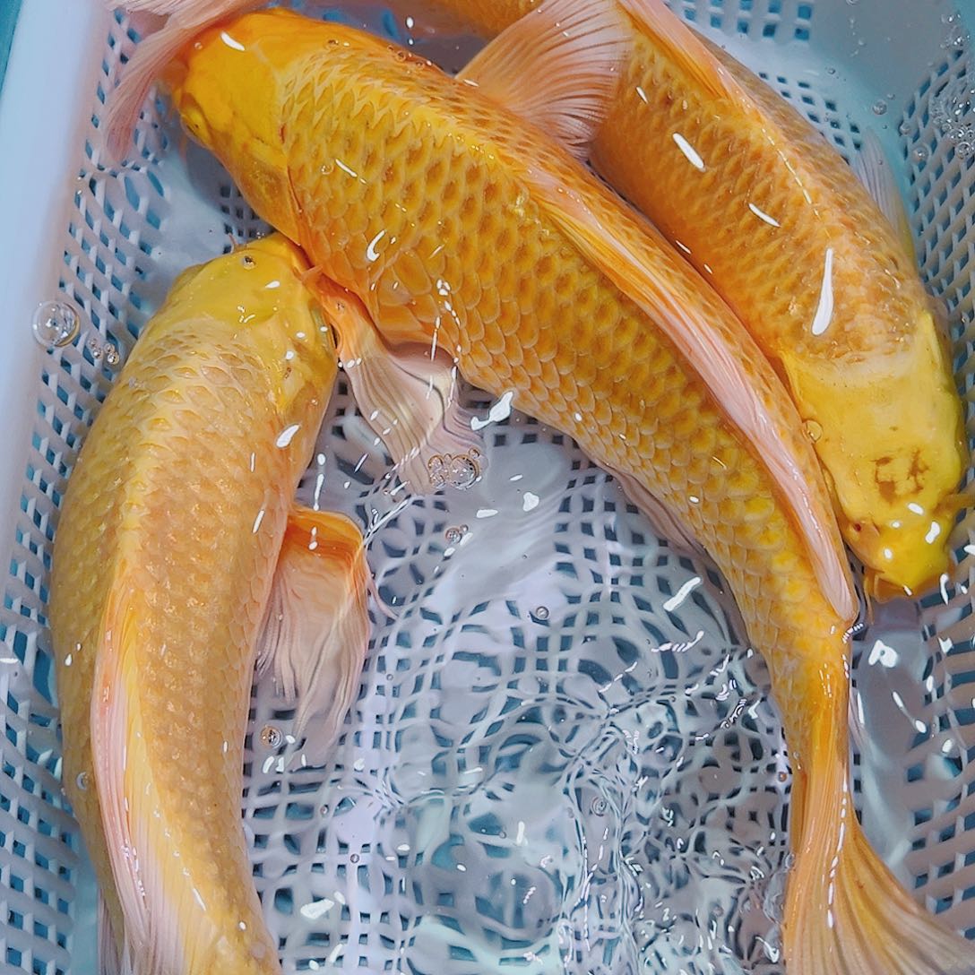 锦鲤锦鲤冷水鱼观赏