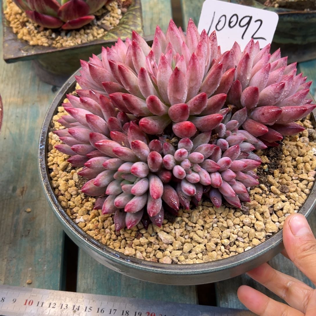 小***喵车厘子10092号一物一拍