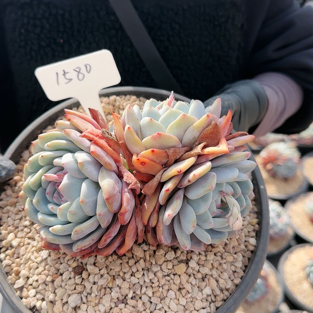 1580号     38    肉