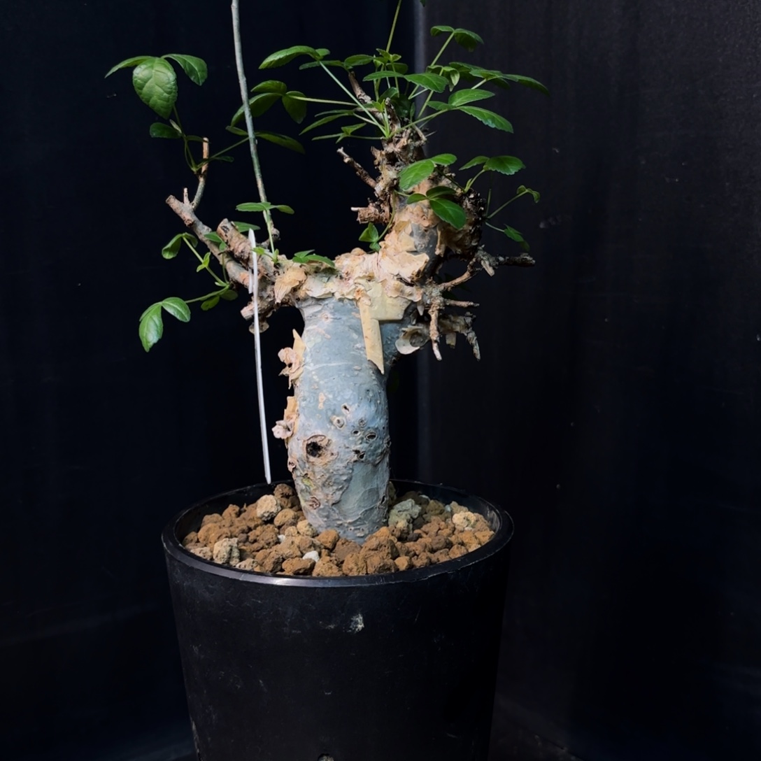 图坎蓝白皮产地带盆