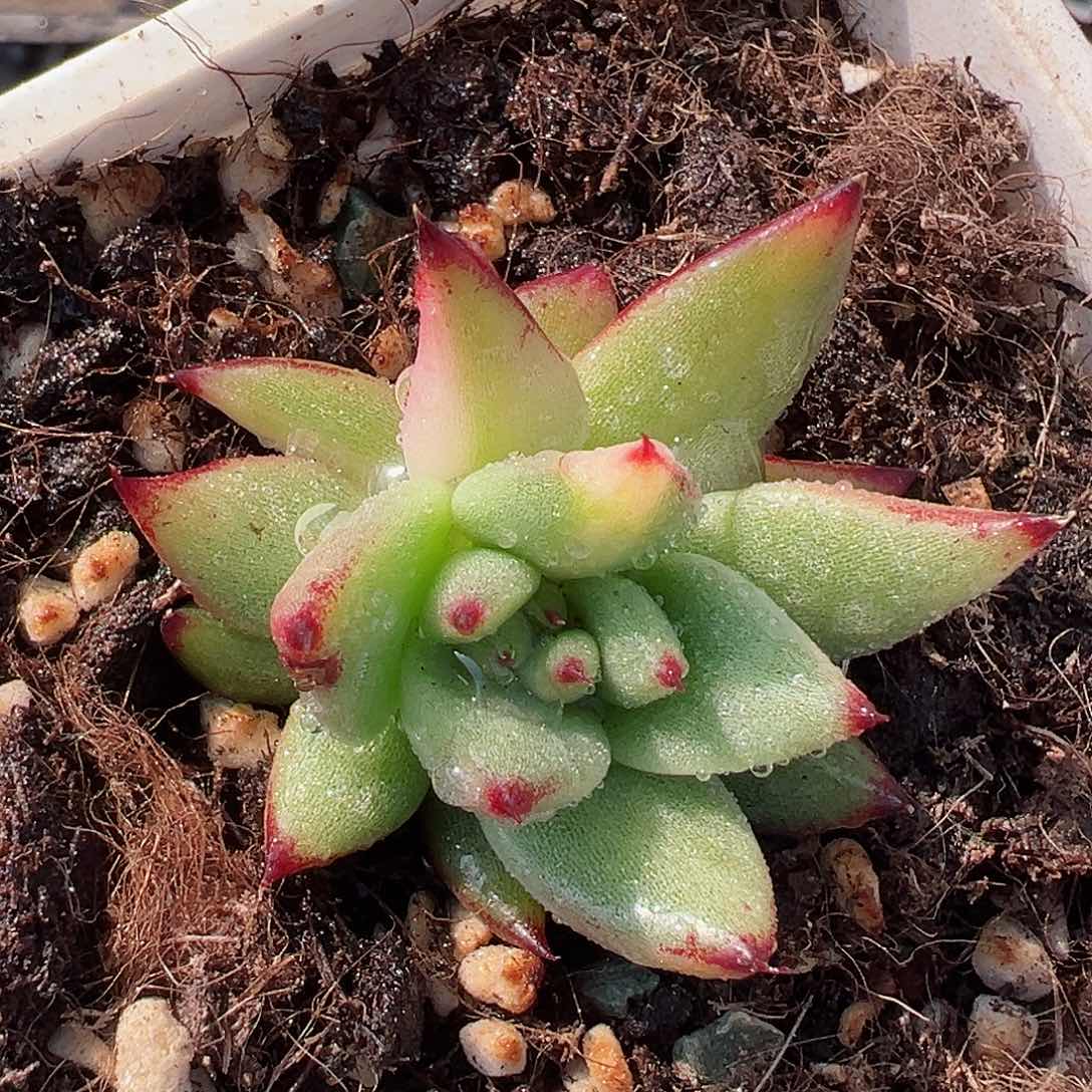 东云锦，多肉植物