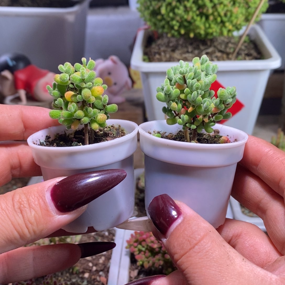 福利款带盆土发货一物一拍