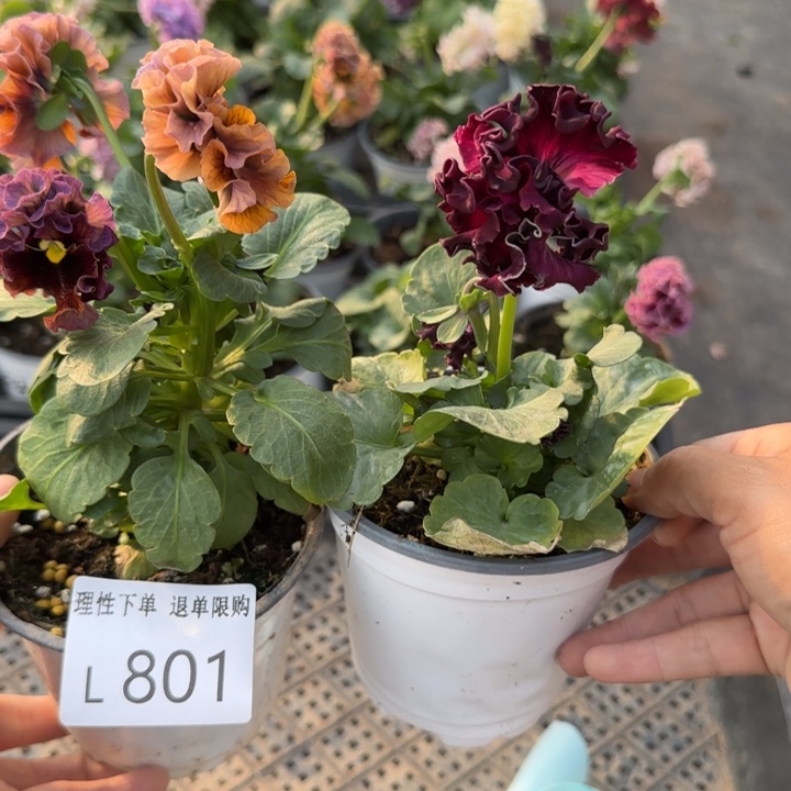 雪***沁无花朵L801两棵小苗低于零下5勿拍