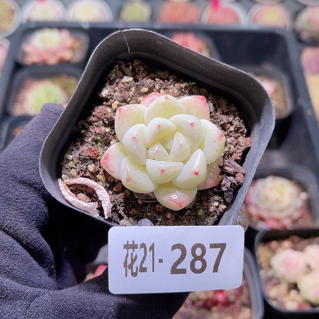 花利美21-287新品