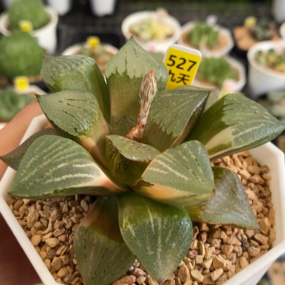 527号红太阳寿锦多肉植物