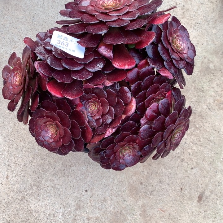 363黑萝莉多肉植物
