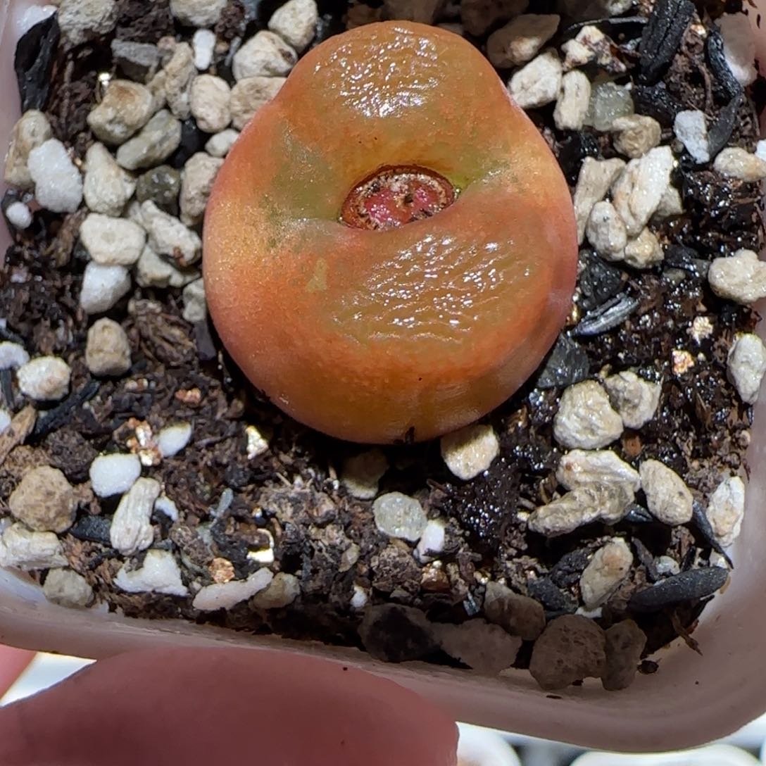 肉锥多肉植物百科-水蜜桃1202