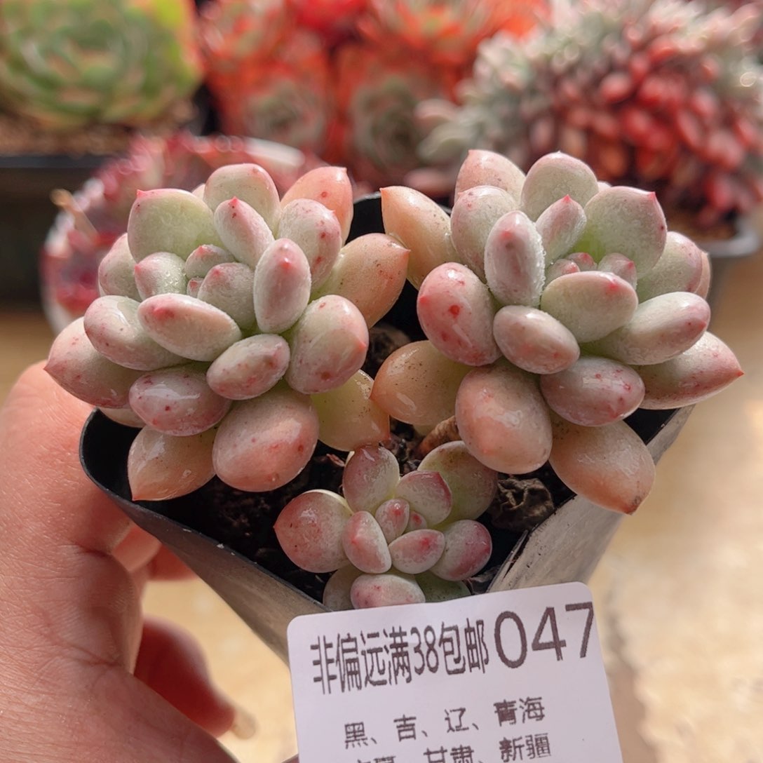 047玉兔德华多肉