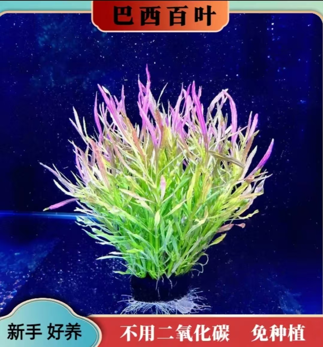 【巴西百叶坨草】新手懒人水草 鱼缸净化水质增