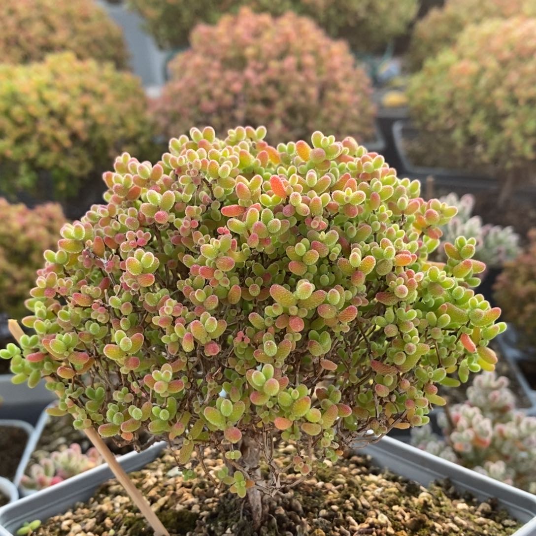 蜜橘糖球2704枝干番杏