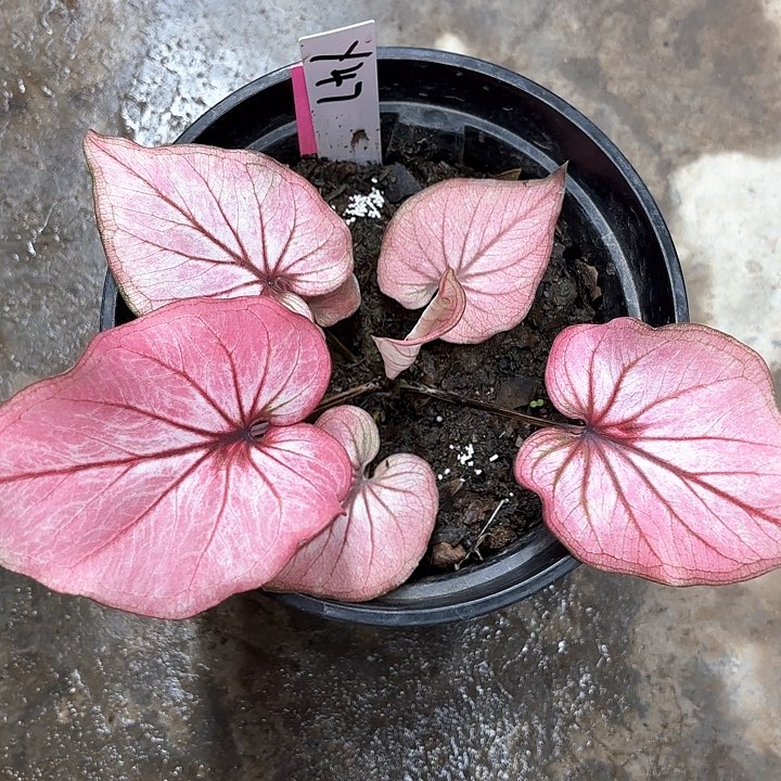 47-0214小桃红彩叶芋广东现货