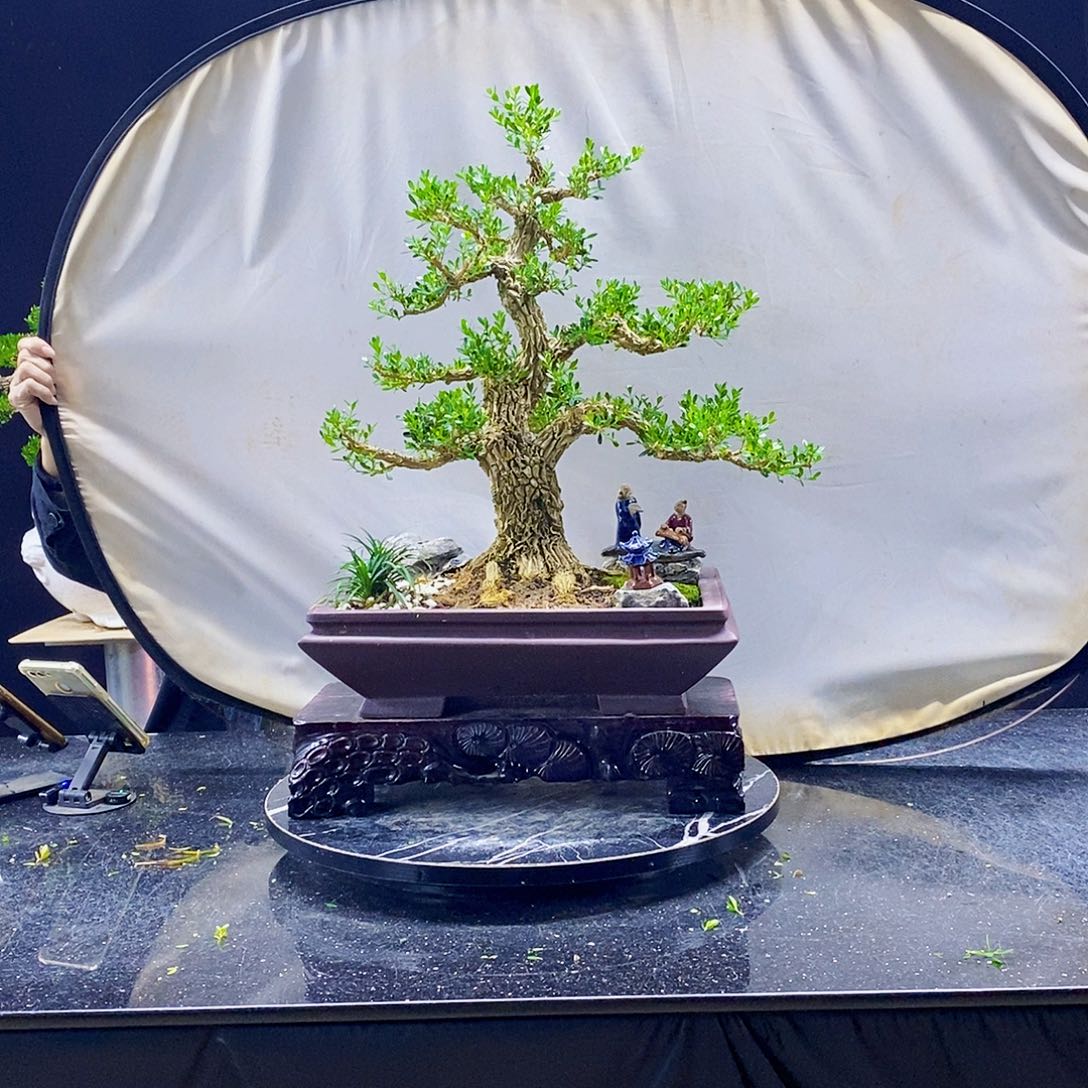 无花朵黄杨盆景造型