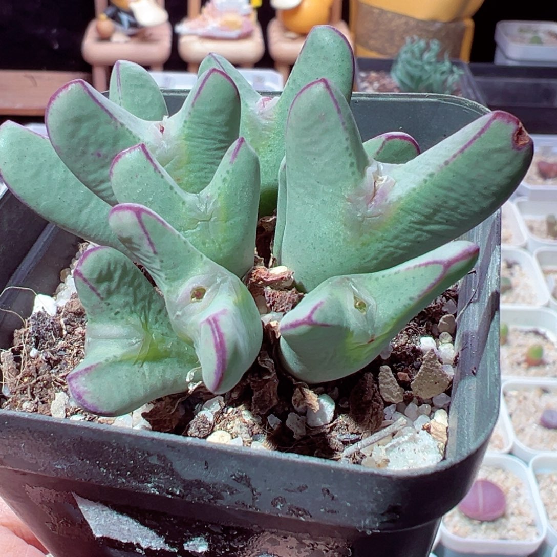 1221-188多肉多肉少将