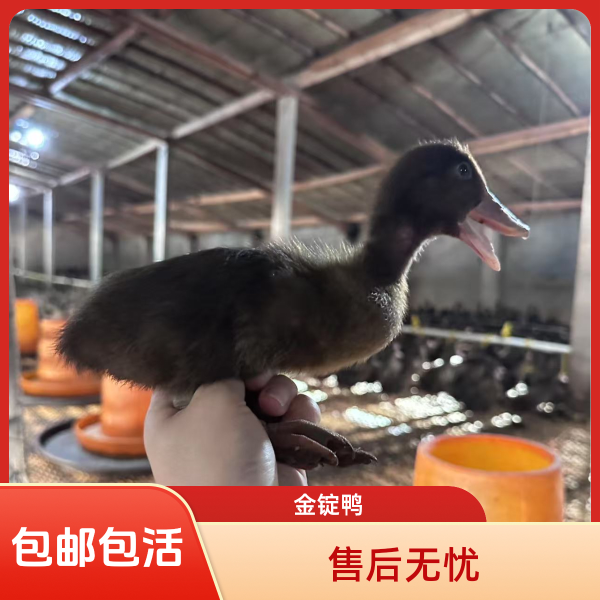 金锭鸭嘎嘎会下绿壳蛋活体发货包邮宠物鸭