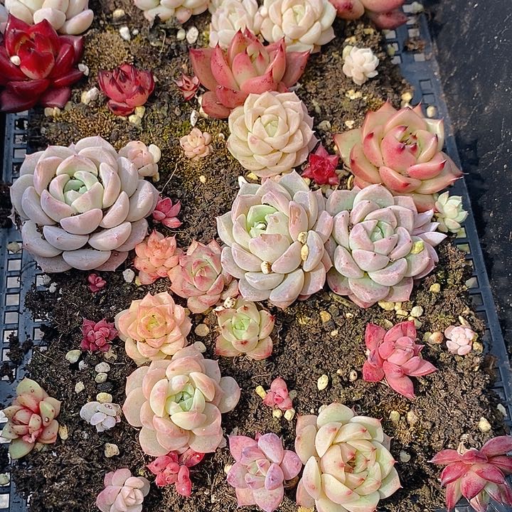 115 多肉植物盆栽花卉植物