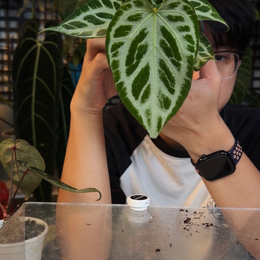 完全开放F148 咖啡paip