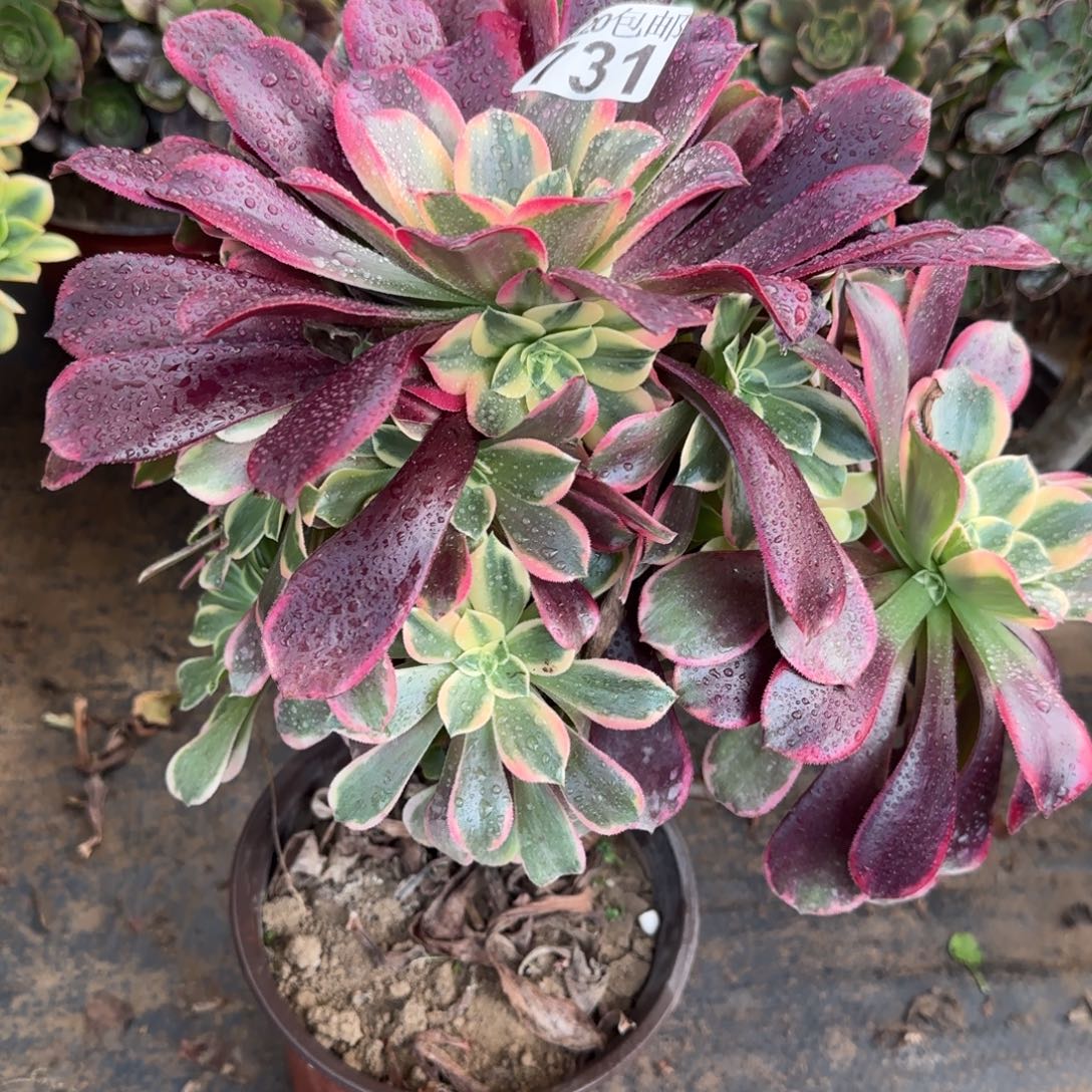 金丝731满20包邮断枝不包