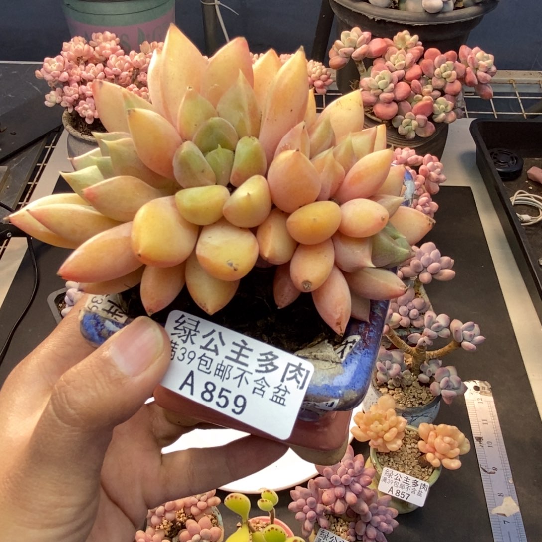 859象牙奶朵朵缀多肉8c m