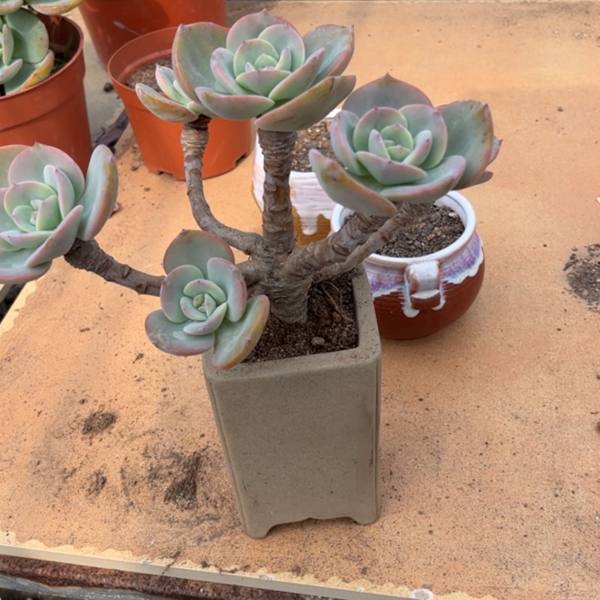 【闪购商品】无花朵凭****8