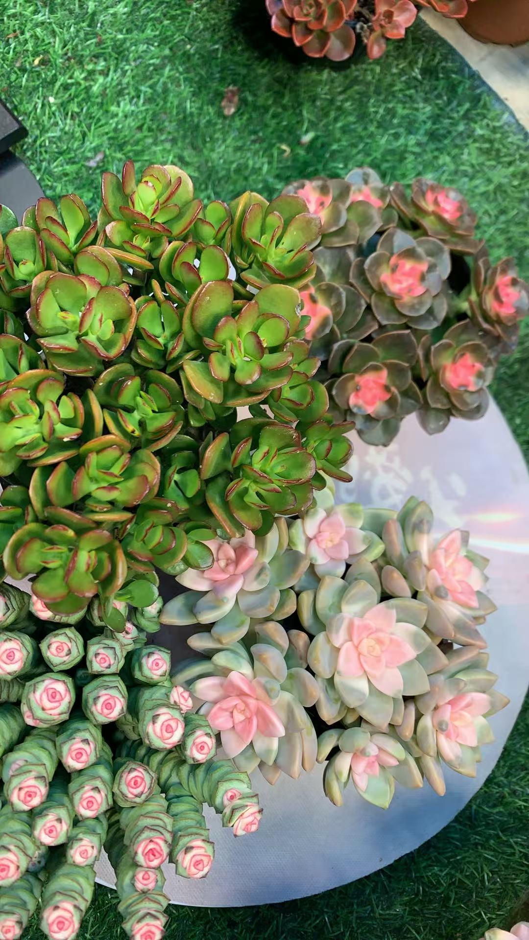 编号777满满·1一大箱4盆多肉植物，云南晨红多肉，新手，好养护，耐旱