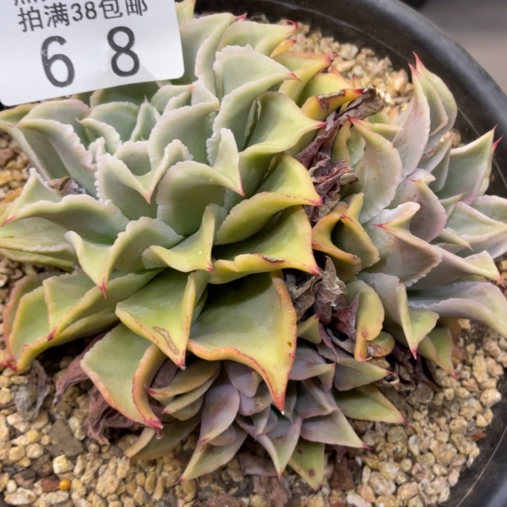 黑大帅多肉68饺子皮