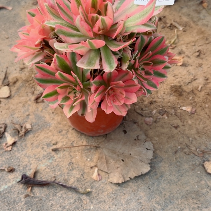 358女巫多多肉植物