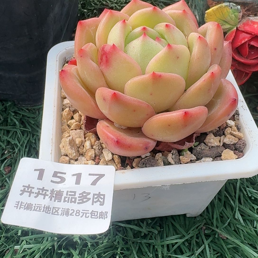 1517 卉卉精品多肉 非偏远地区满28元包邮