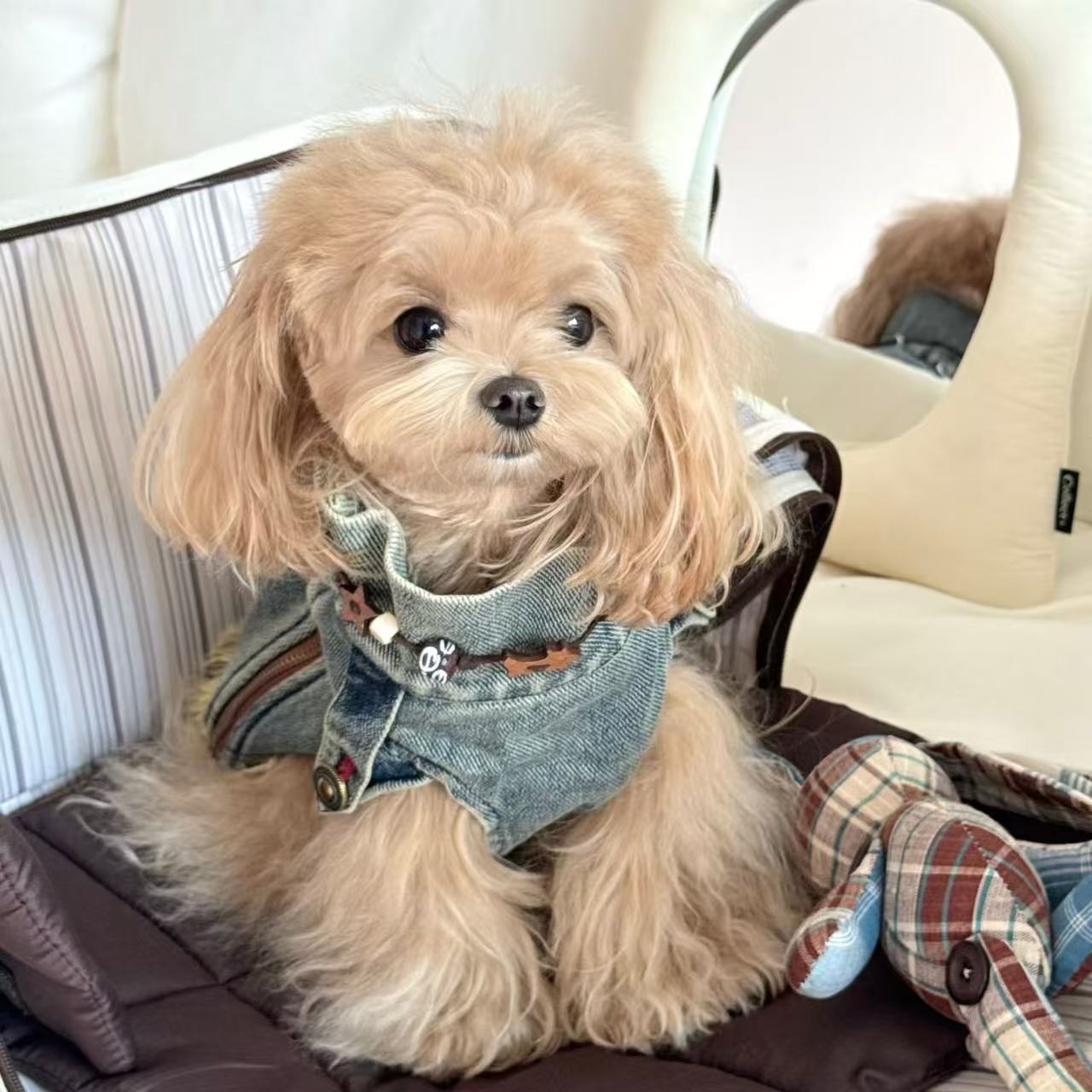 狗狗衣服牛仔雪纳瑞比熊泰迪柴犬西高地宠物外套