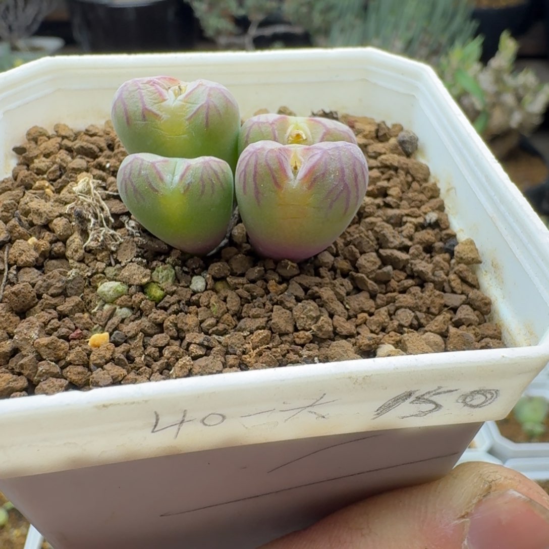 送奶工杂多肉。