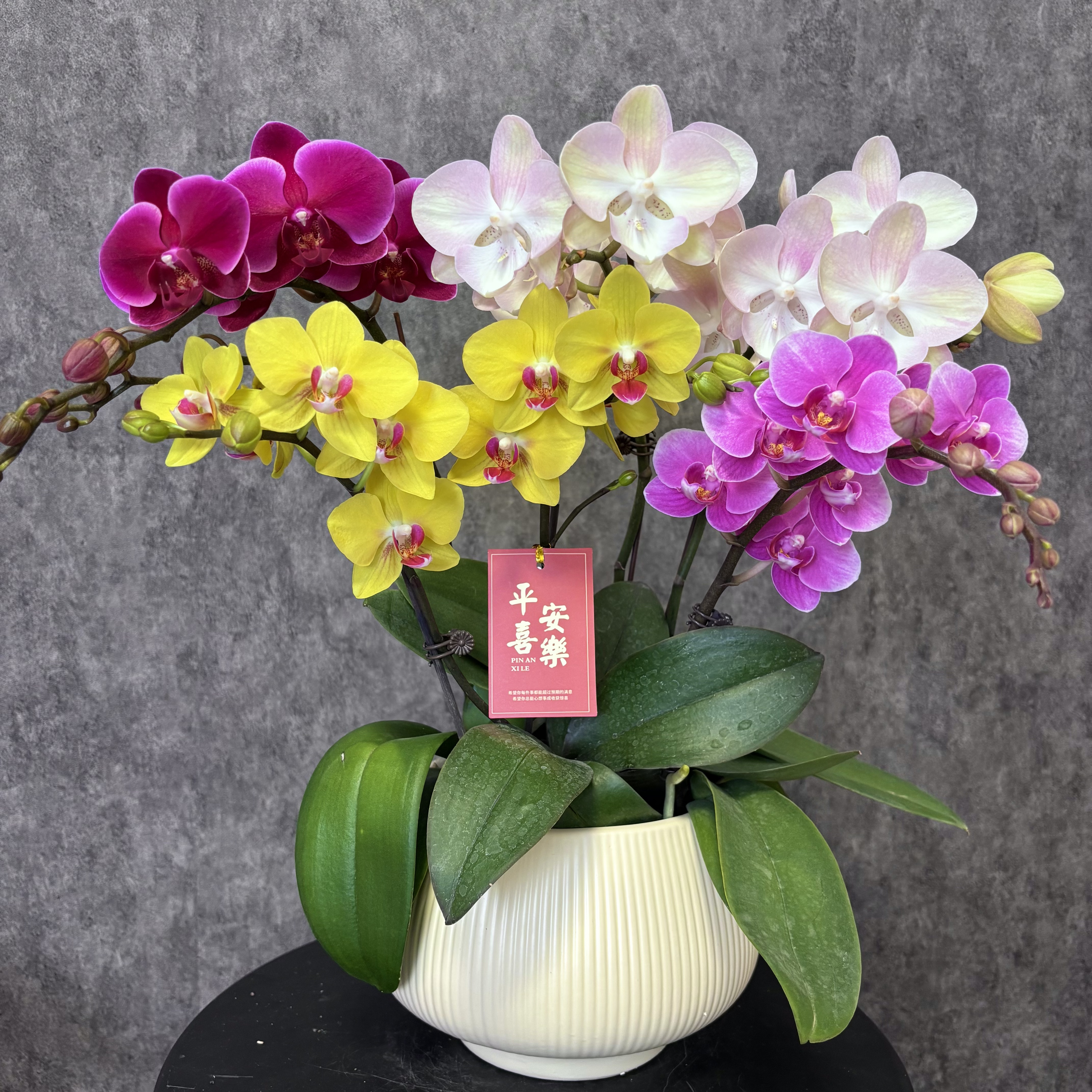 【全家福-蝴蝶兰】 五彩缤纷 好养花期长 送礼装饰 室内观赏花