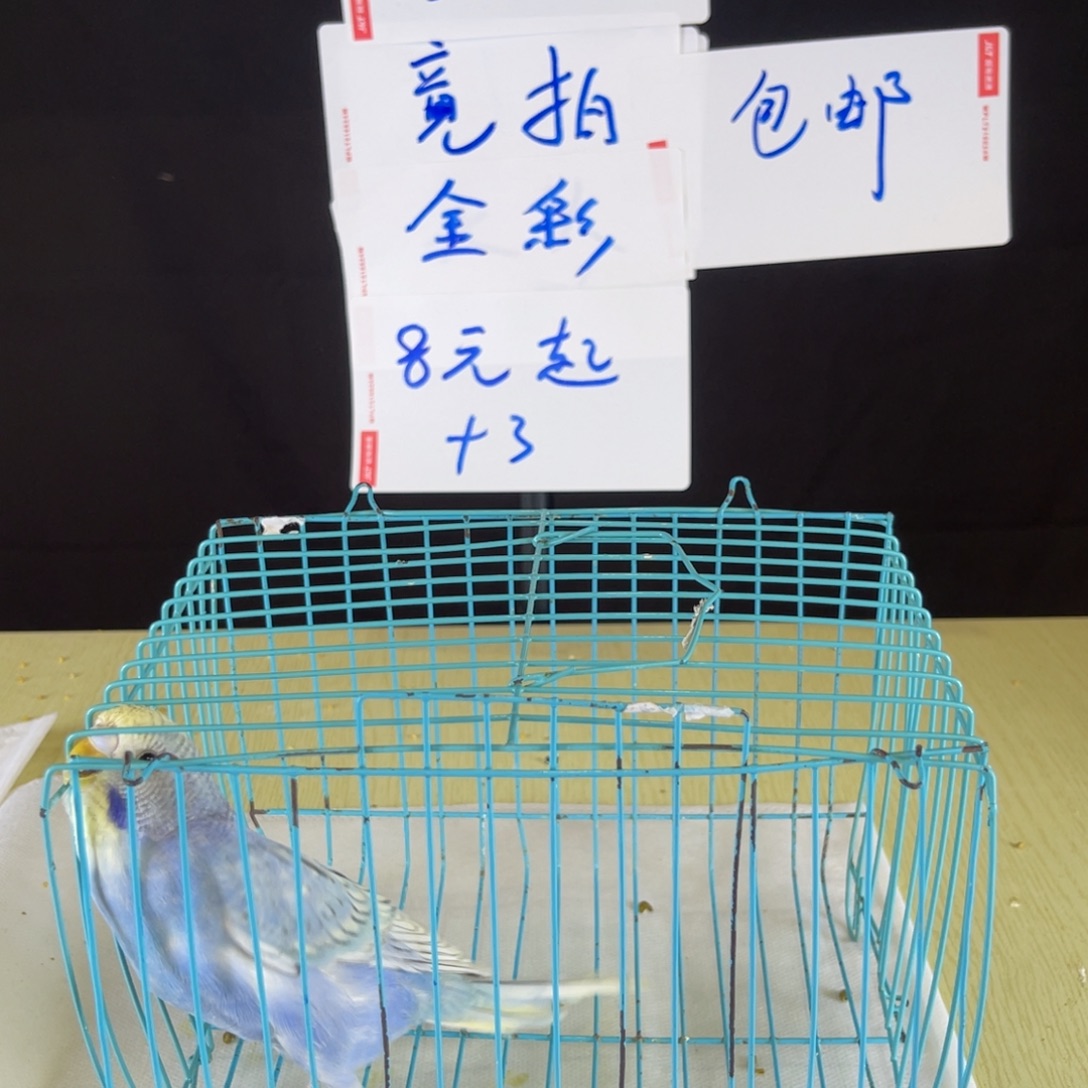 M***虎皮鹦鹉特色金彩