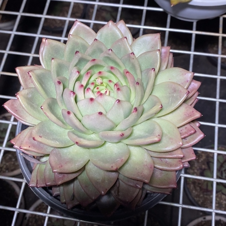 D008- 直播福利 东云叠叶