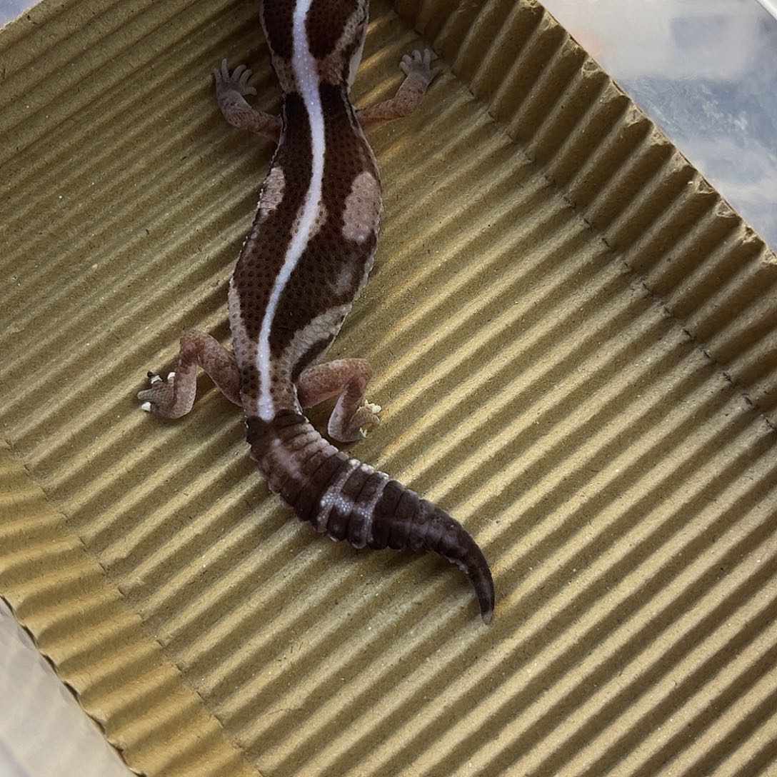 肥尾守宫奥利奥零