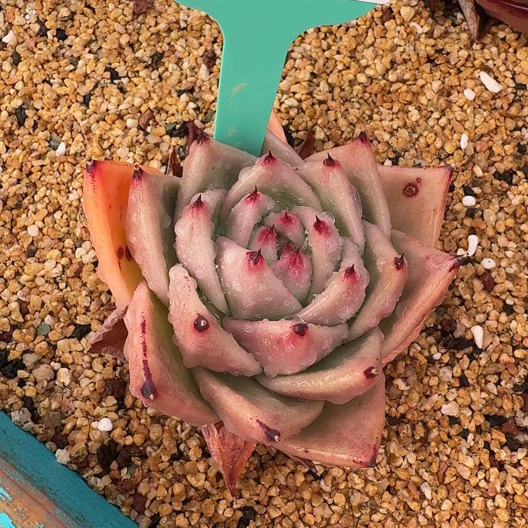 从前慢花园多肉0130-18