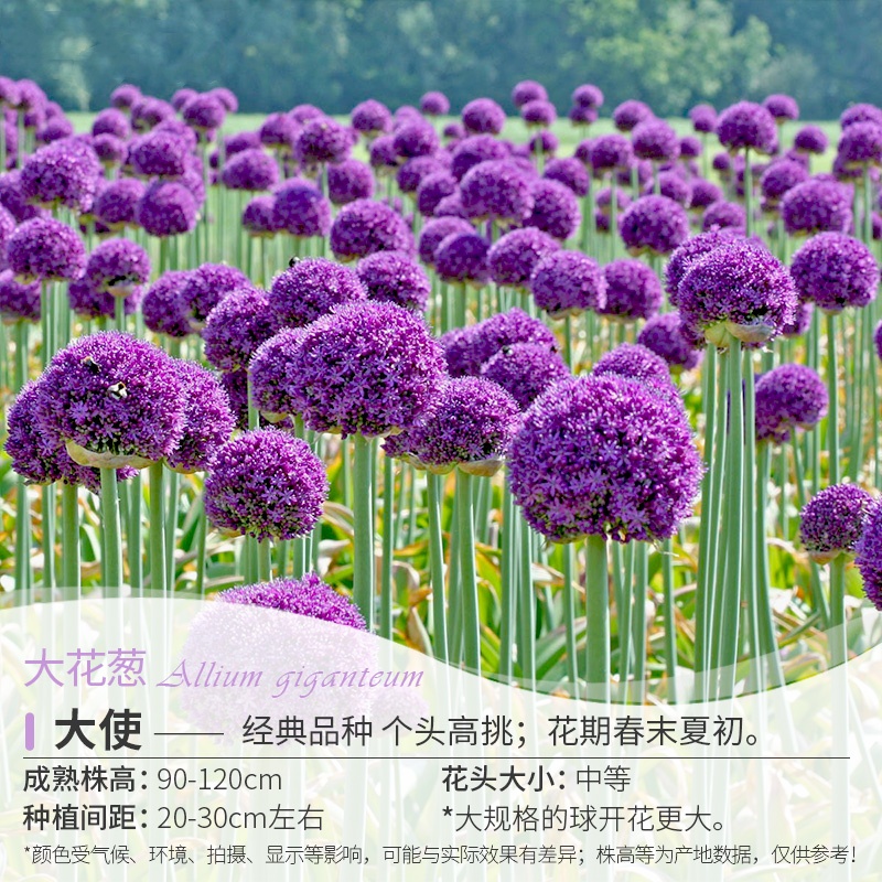 【大花葱鲜切花】王安园艺浮力链接直播间进口大花葱切花